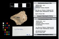 Foto (Objekt + Etikett) von Cycloprosopon sp.  (NHMW-GEO-1990-0041-4403)